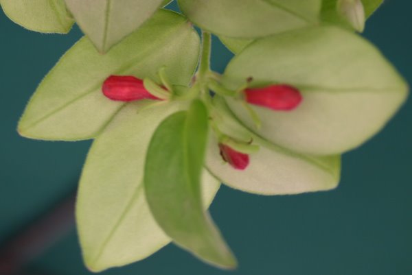 http://www.cloudjungle.com/CloudJungle/Gesneriaceae/Aeschynanthus/Aeschynanthus Coral Flame buds.jpg